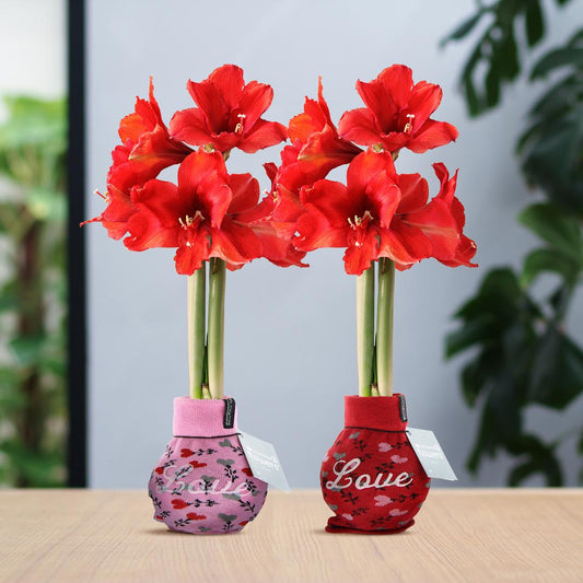 No Water Flowers® Fashionz Love Mix (2 pack) + Red flower - Pflanzfix24