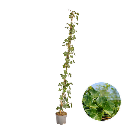 Hedera Hibernica - Efeu - gestäbt - ↨125 - 150 cm - Pflanzfix24.de - Pflanzfix24.de