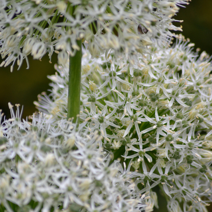 White Giant - Allium bollen 5 stuks bij Pflanzfix24