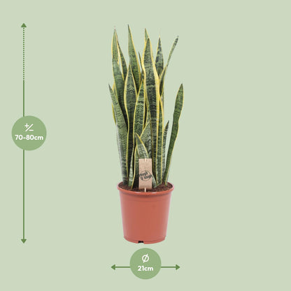 Sansevieria Laurentii - Ø21cm - ↕80cm von Pflanzfix24