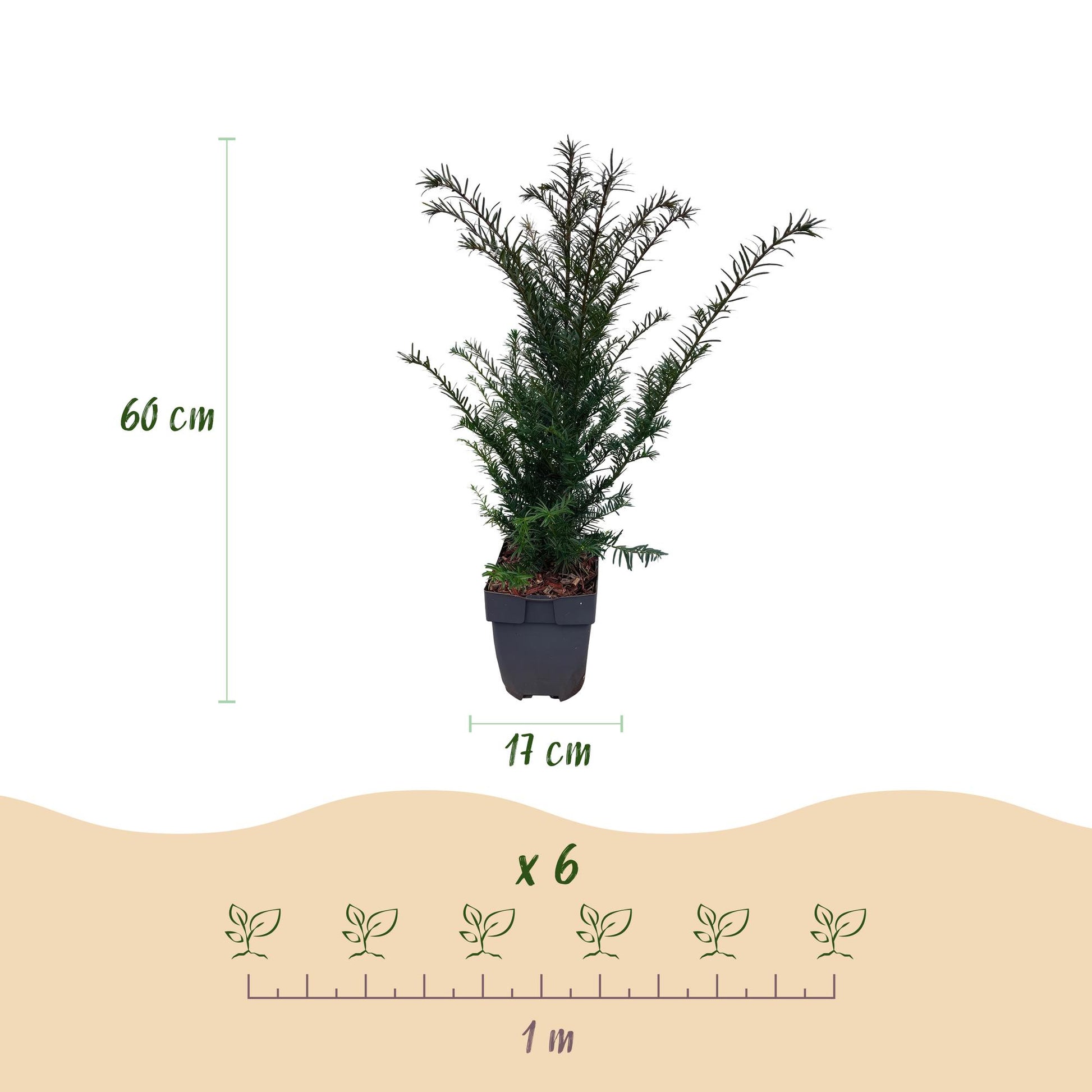 Heckenpflanzen - Taxus baccata - 6 Pflanzen - 1m - Topf 17cm Höhe 60cm - Pflanzfix24.de - Pflanzfix24.de