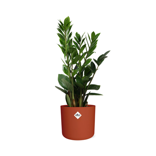 Zamioculcas - Hoogte 45-50 in ELHO b.for soft rond 14cm brique - Pflanzfix24