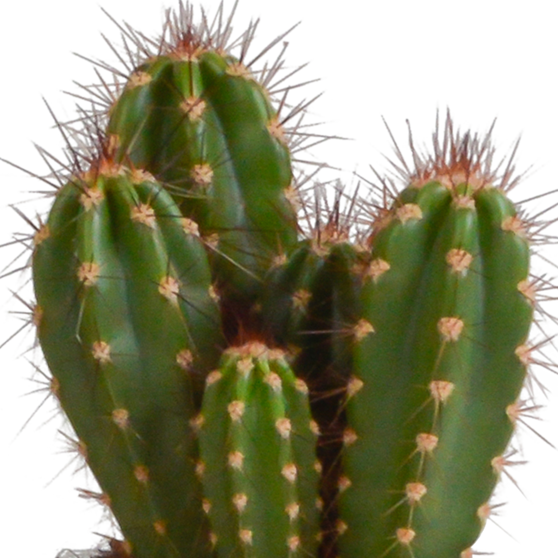 Cereus-Mischung 10,5 cm - 3x - in witte pot - Pflanzfix24.de - Pflanzfix24.de