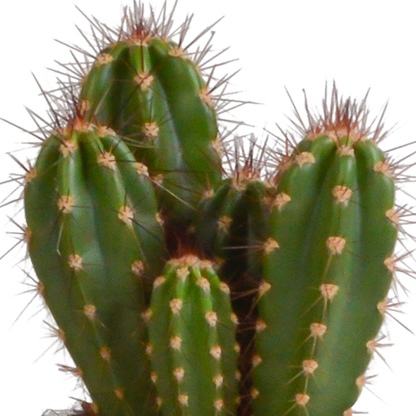 Cereus-Mischung 10,5 cm - 3x - in witte pot - Pflanzfix24.de - Pflanzfix24.de