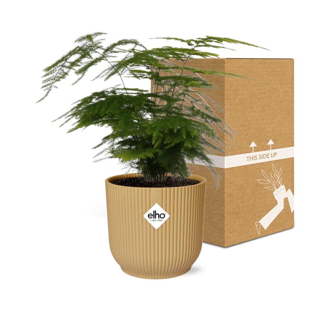 Asparagus Setaceus ‘Plumosus’ in ELHO Vibes Fold 14cm geel - Pflanzfix24