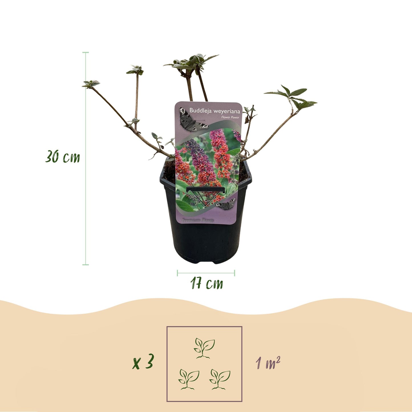 Pflanzfix24.de - Schmetterlingsstrauch - Buddleja davidii Flower Power - Blüte Orange Lila - 1 Pflanze - Laubabwerfend - Schmetterling anziehend - Topf 17cm Höhe 30cm - Pflanzfix24.de