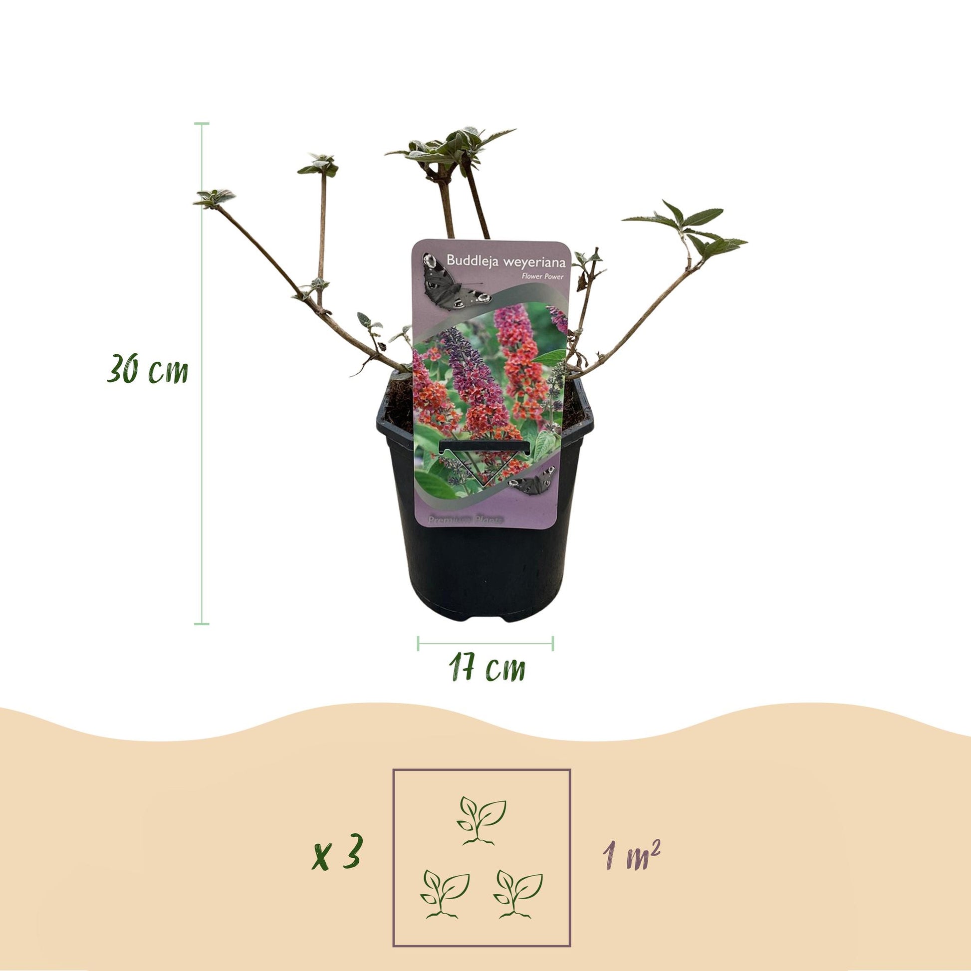 Pflanzfix24.de - Schmetterlingsstrauch - Buddleja davidii Flower Power - Blüte Orange Lila - 1 Pflanze - Laubabwerfend - Schmetterling anziehend - Topf 17cm Höhe 30cm - Pflanzfix24.de