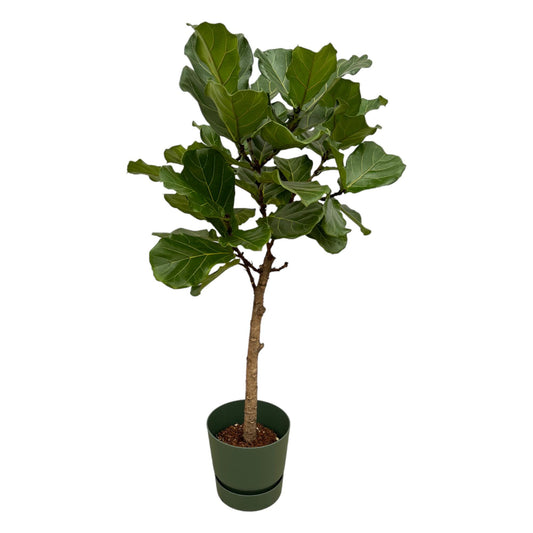 Ficus Lyrata stam inclusief elho Greenville Round groen - 160 cm - Ø30 - Pflanzfix24