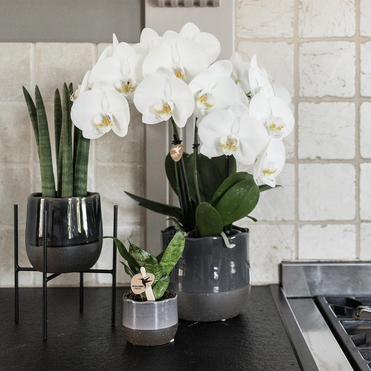 Pflanzenständer Metall Ø12cm schwarz – Kolibri Home | Pflanzfix24.de - Pflanzfix24.de