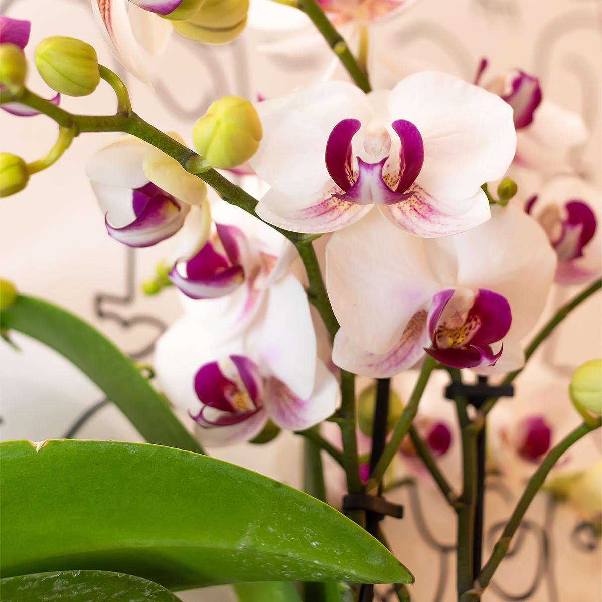 Kolibri Orchideen Phalaenopsis Mineral Gibraltar Weiß Ø9cm – Pflanzfix24.de - Pflanzfix24.de