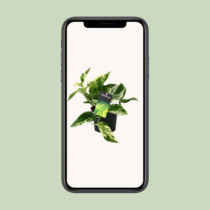 Scindapsus (Epipremnum) Marble Queen - Ø12cm - ↕25cm - Pflanzfix24