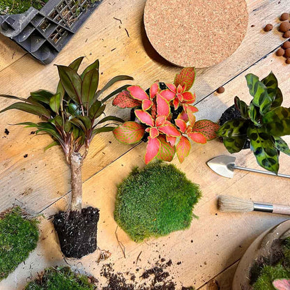 DIY Terrarium - Milky Palm - ↕ 30 cm - Pflanzfix24.de - Pflanzfix24.de