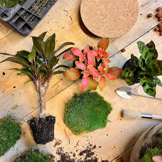 DIY Terrarium - Milky Palm - ↕ 30 cm - Pflanzfix24.de - Pflanzfix24.de