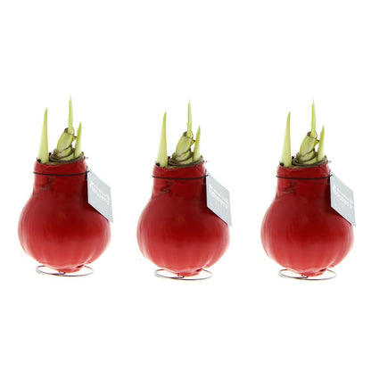 No Water Flowers® (wax amaryllis) | Waxz® Colours Red (3 pack) + Red flower - Pflanzfix24