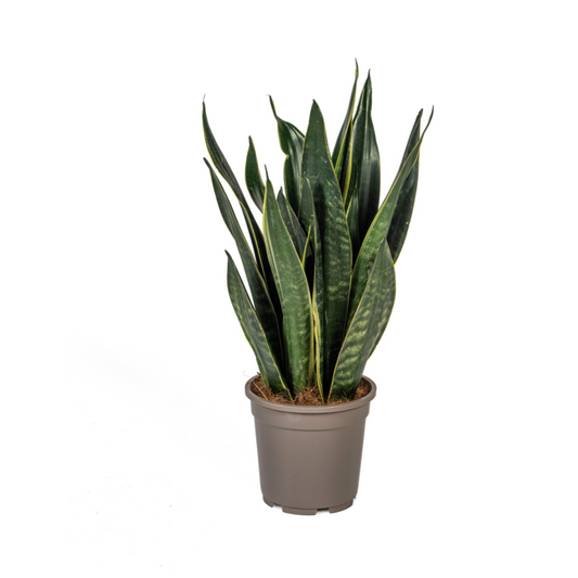 Sansevieria Trifasciata Futura Black Ø17cm | Moderne Zimmerpflanze – Pflanzfix24.de - Pflanzfix24.de
