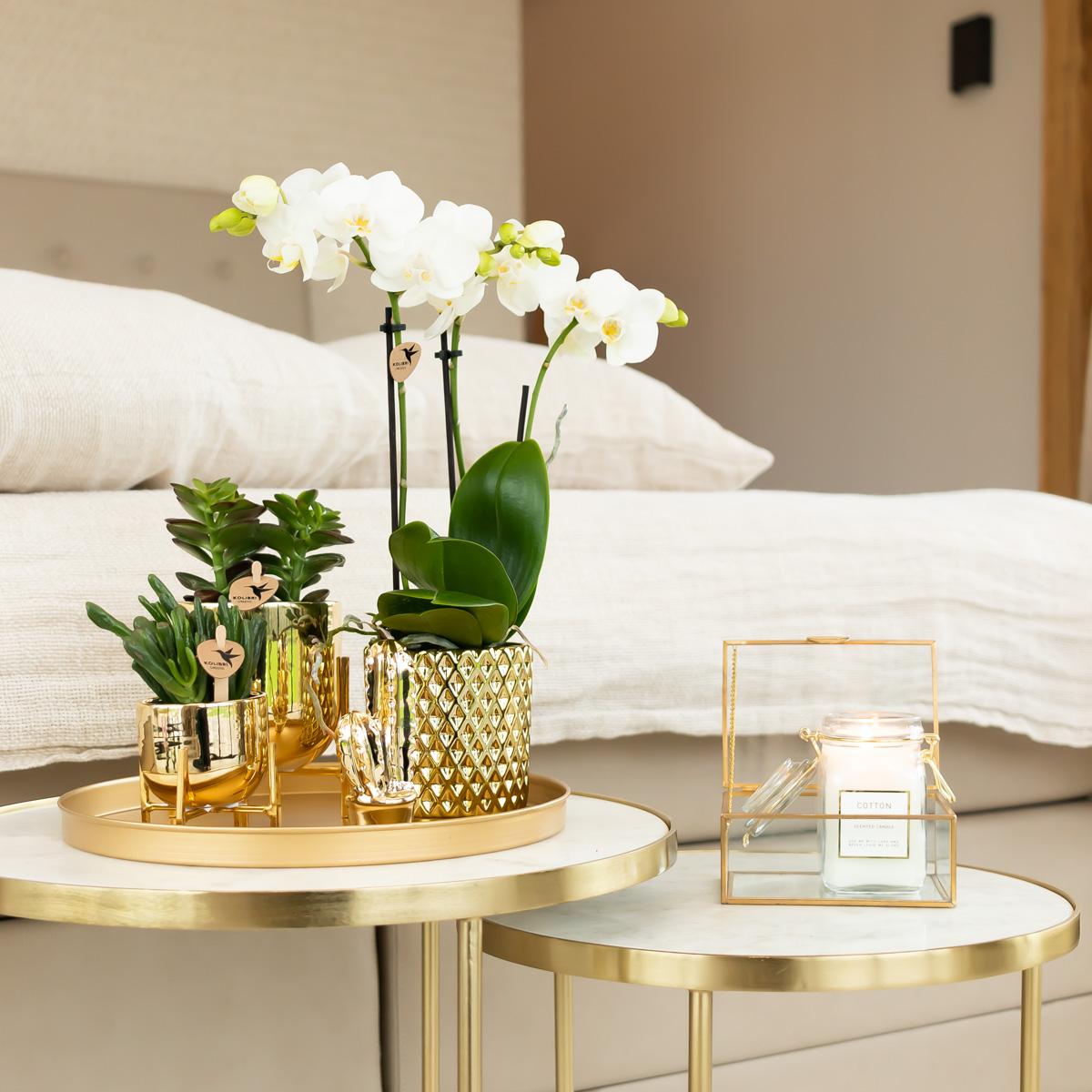Phalaenopsis Orchidee Weiß mit Goldtopf Ø9cm – Pflanzfix24.de - Pflanzfix24.de