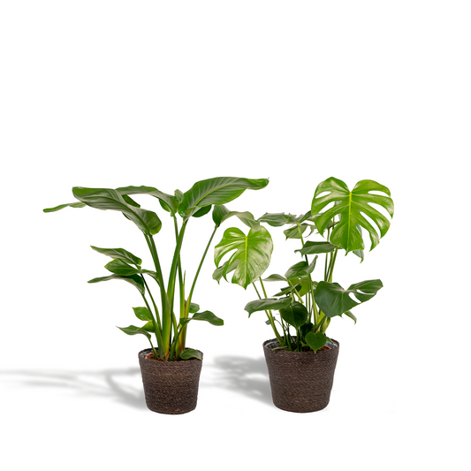 Strelitzia Nicolai & Monstera Deliciosa Set mit Korb Igmar - Pflanzfix24