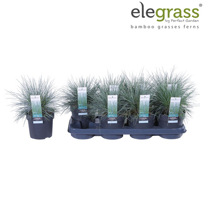 Festuca glauca Azura Blue - Ø14 - ↨30cm - Pflanzfix24