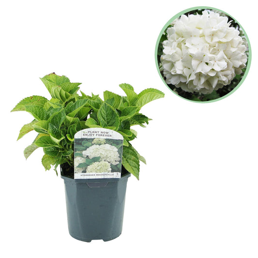 pflanzfix24 - Hortensie - Hydrangea macrophylla Blau - Blüte Weiß - 1 Pflanze - Laubabwerfend - Wenig Pflege - Topf 17cm Höhe 30cm