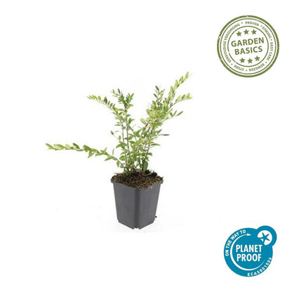 12x Lonicera pileata 'Purple Pearl' – Bodendecker – Pflanzfix24.de - Pflanzfix24.de