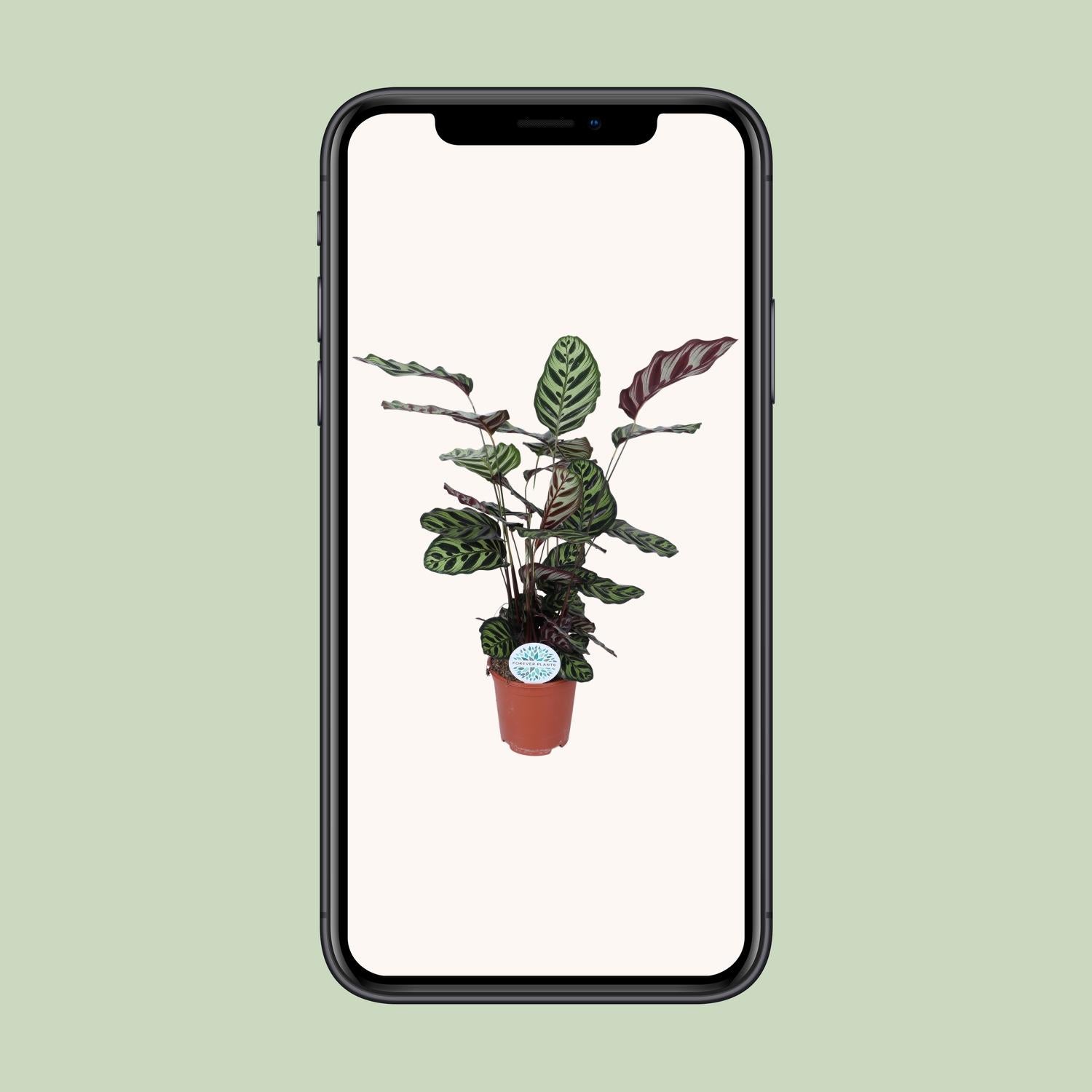 Calathea Makoyana - Ø21cm - ↕70cm bei Pflanzfix24.de - Pflanzfix24.de