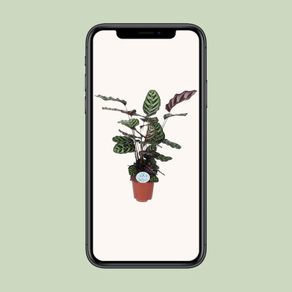 Calathea Makoyana - Ø21cm - ↕70cm bei Pflanzfix24.de - Pflanzfix24.de