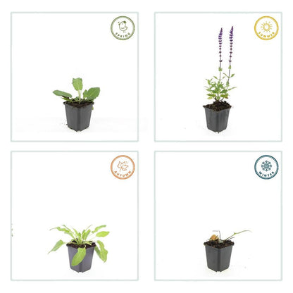 12x Salvia nemorosa 'Mainacht' Stauden 10-25cm | Pflanzfix24.de - Pflanzfix24.de