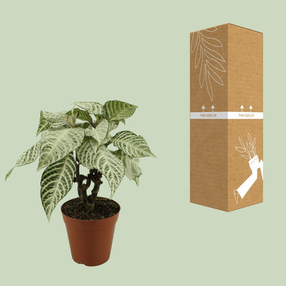 Aphelandra White Wash - Ø15cm - ↕50cm - Pflanzfix24