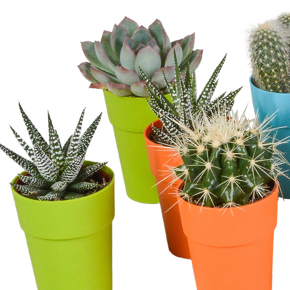 Cactus en vetplanten Mischung 5,5 cm | 15 stück - in gekleurde plasticpot - Pflanzfix24.de - Pflanzfix24.de