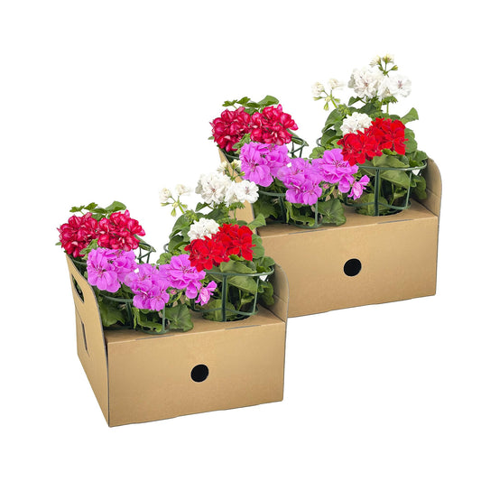 8x Pelargonium peltatum Mix Ø12 cm - ↕20 cm - Pflanzfix24