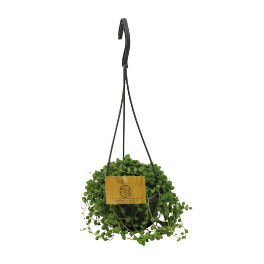 Senecio Rowleyanus - Ø11cm - ↕15cm bei Pflanzfix24