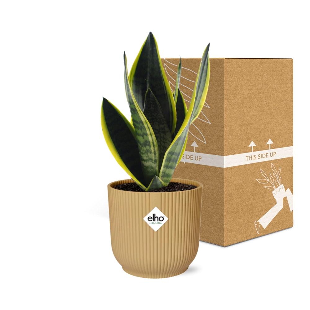 Sansevieria Futura Superba Ø14cm gelb – Schwiegermutterzunge | Pflanzfix24