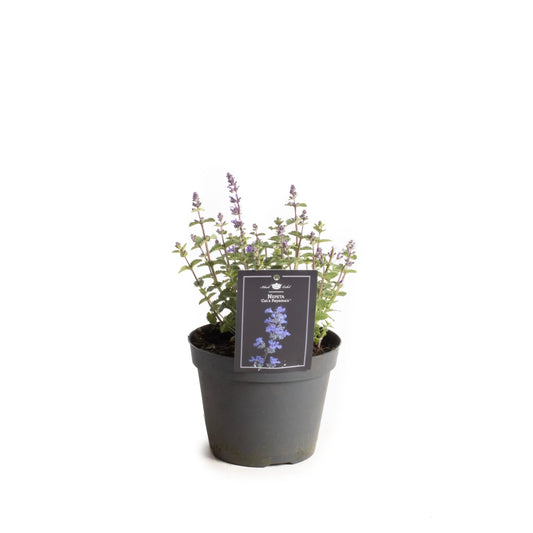 Nepeta Cat's Pajama's - Ø15cm - ↕30cm - Pflanzfix24