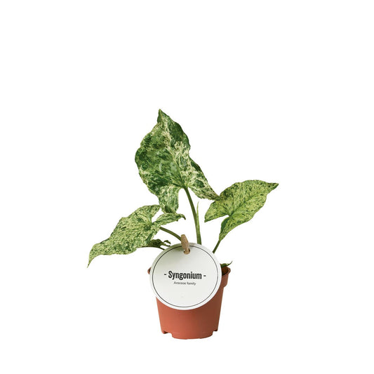 Syngonium Mottled Ø6cm – dekorative Zimmerpflanze bei Pflanzfix24.de - Pflanzfix24.de