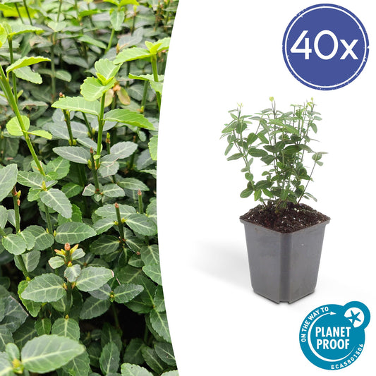 40x Euonymus fortunei radicans - ↕10-25cm - Ø9cm - Pflanzfix24.de - Pflanzfix24.de