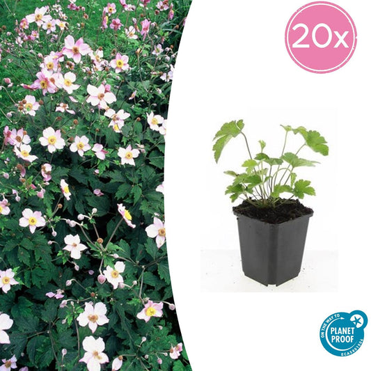 20x Anemone tom. 'Robustissima' Ø9cm Stauden – Pflanzfix24.de - Pflanzfix24.de