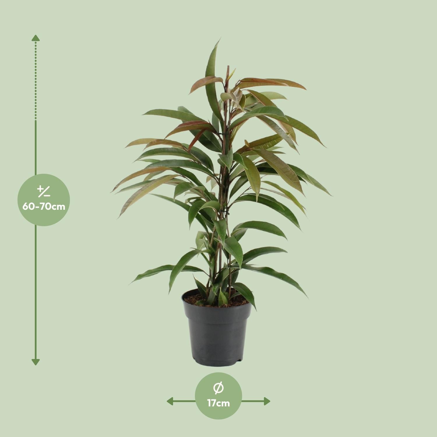 Ficus Binnendijkii Amstel King - Ø17cm - ↕70cm bei Pflanzfix24.de - Pflanzfix24.de