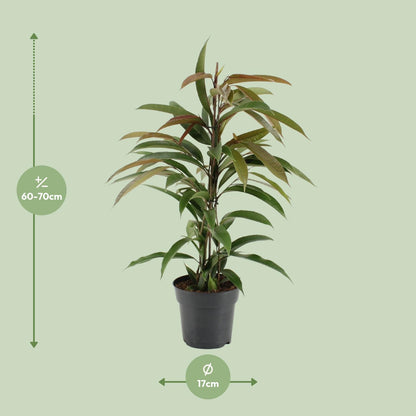 Ficus Binnendijkii Amstel King - Ø17cm - ↕70cm bei Pflanzfix24.de - Pflanzfix24.de