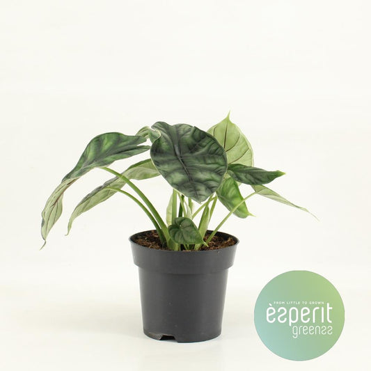 Alocasia Dragon Scale - Ø14cm - ↕25cm bei Pflanzfix24.de - Pflanzfix24.de
