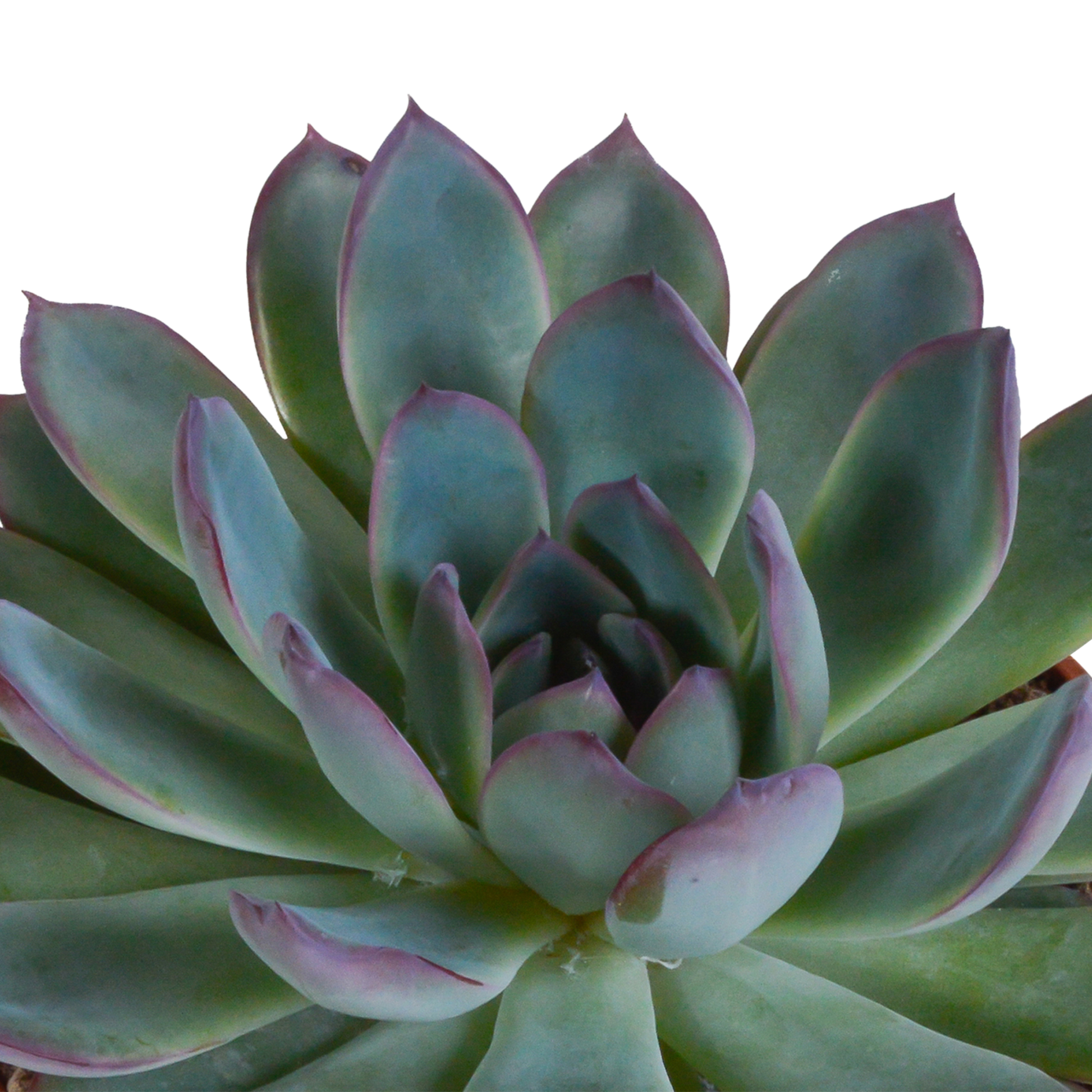Echeveria-Mix 10,5 cm - 3x - zonder pot - Pflanzfix24.de - Pflanzfix24.de