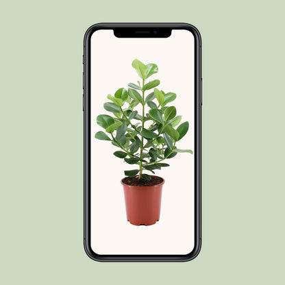 Clusia Rosea Princess - Ø24cm - ↕80cm - Pflanzfix24