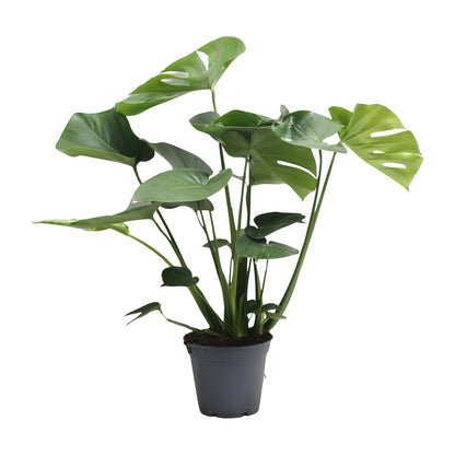 Monstera Deliciosa Tauerii - Zimmerpflanze im 17 cm Topf - Pflanzfix24