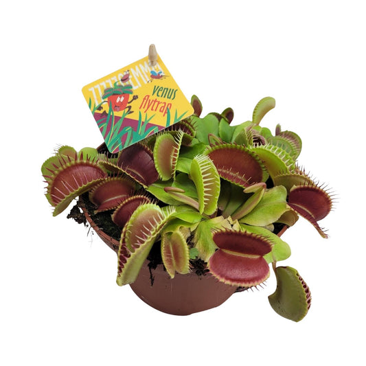 Dionaea Muscipula - Ø12cm - Pflanzfix24.de - Pflanzfix24.de