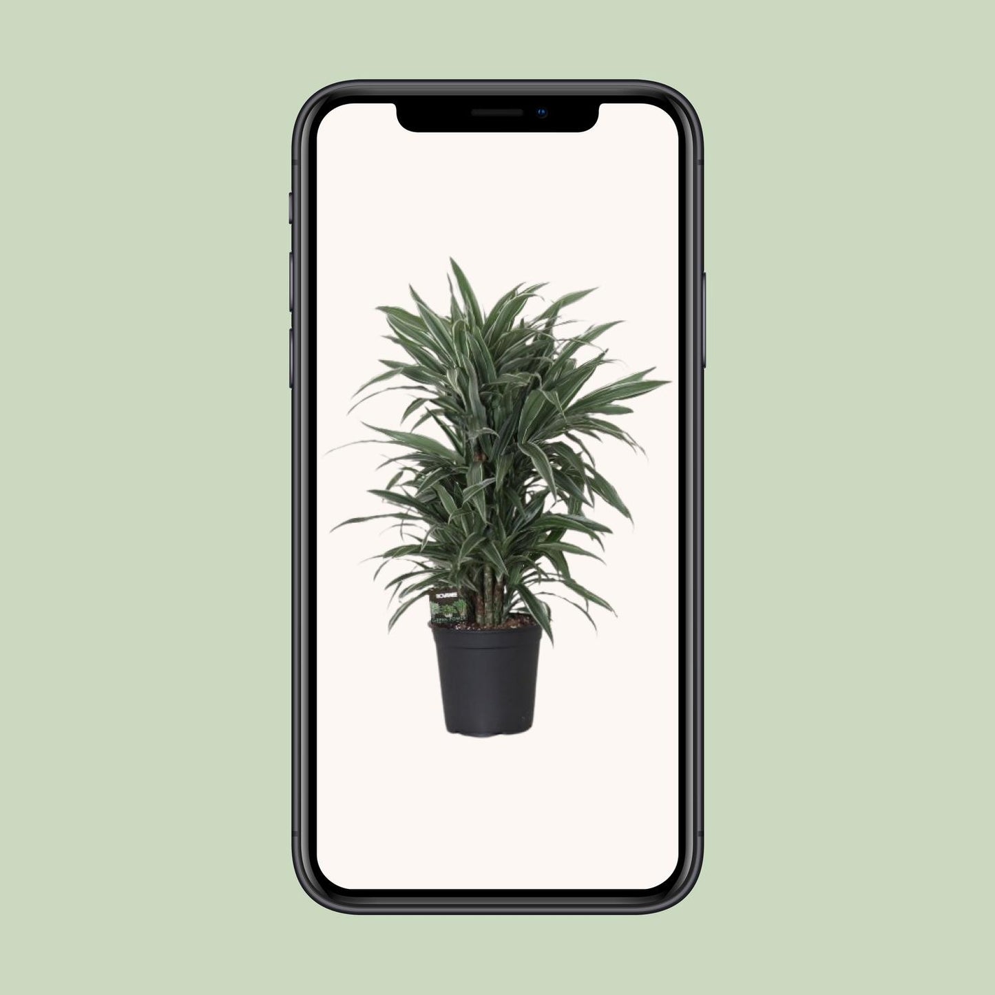 Dracaena Frag. Warneckei - Ø24cm - ↕100cm - Pflanzfix24