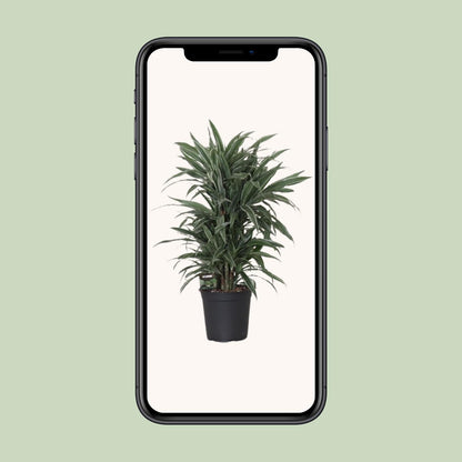 Dracaena Frag. Warneckei - Ø24cm - ↕100cm - Pflanzfix24