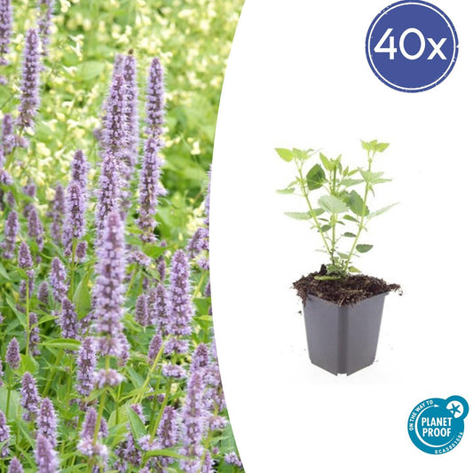 40x Agastache 'Blue Fortune' - ↕10-25cm - Ø9cm - Pflanzfix24.de - Pflanzfix24.de