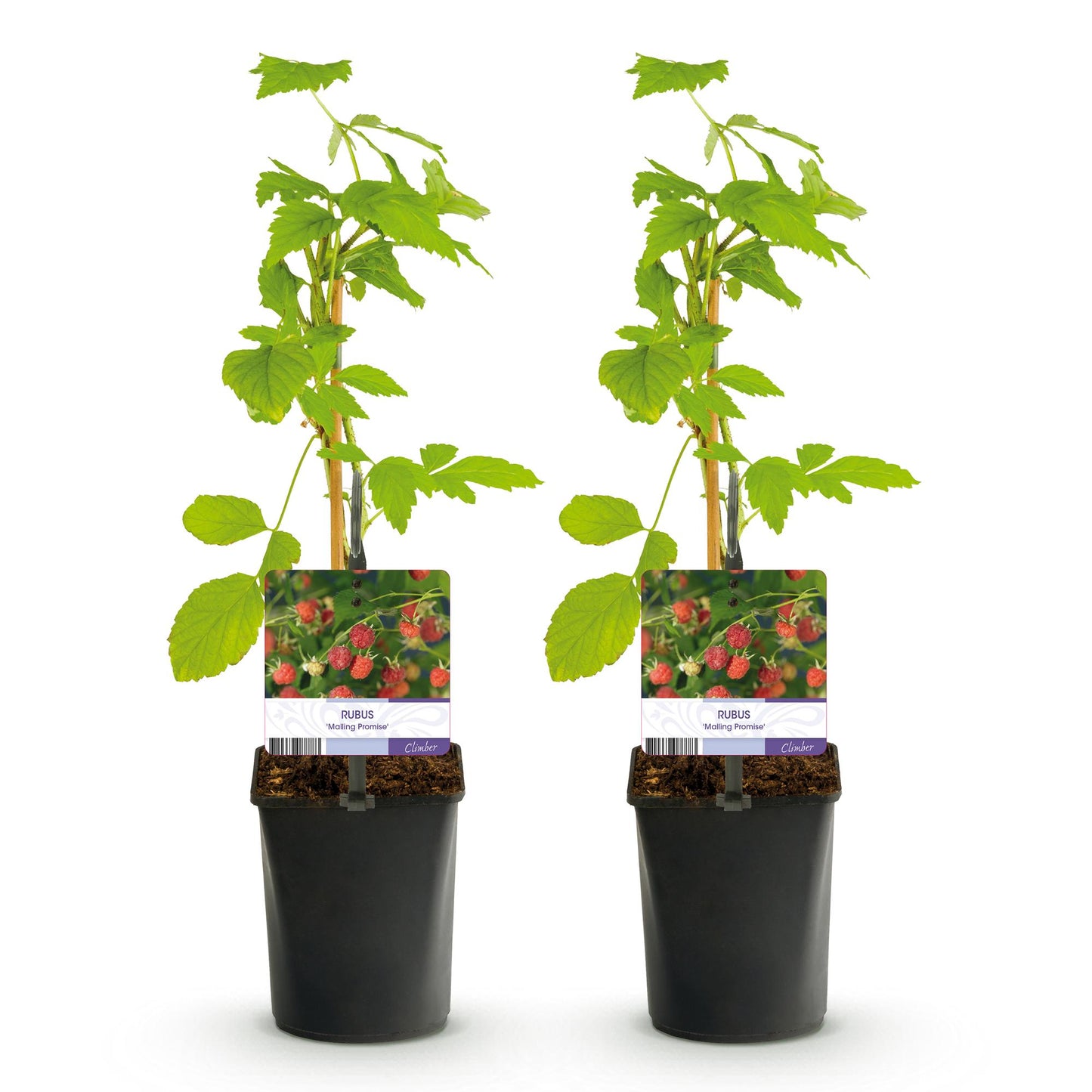 Pflanzfix24 - Himbeere - Rubus Malling Promise - 2 Pflanzen