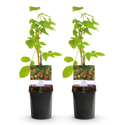 Pflanzfix24 - Himbeere - Rubus Malling Promise - 2 Pflanzen