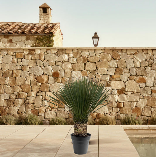 Yucca Rostrata 130-150 cm Topf Ø50 cm – Robust & Exotisch | Pflanzfix24.de - Pflanzfix24.de
