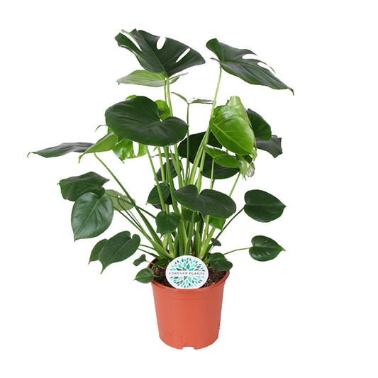 Monstera Deliciosa - Ø21cm - ↕80cm - Pflanzfix24
